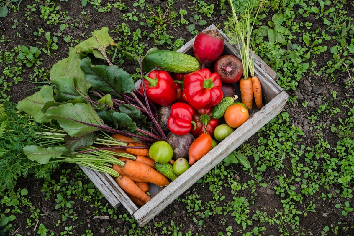 Comment Faire Pousser Des L Gumes Incroyables Dans Votre Propre Jardin