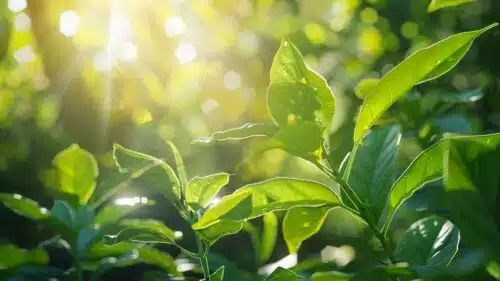 Comment créer un potager au printemps qui vous étonnera avec sa magnifique abondance?