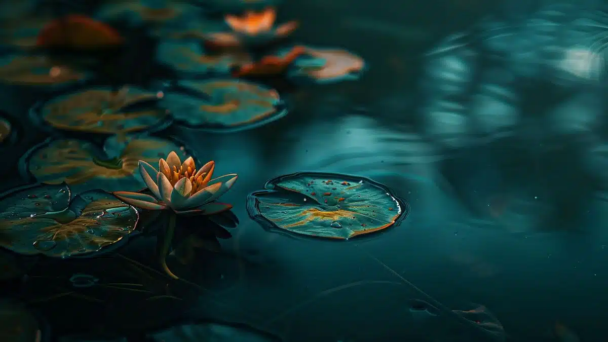 Lily pads floating gracefully on the surface of a tranquil pond.