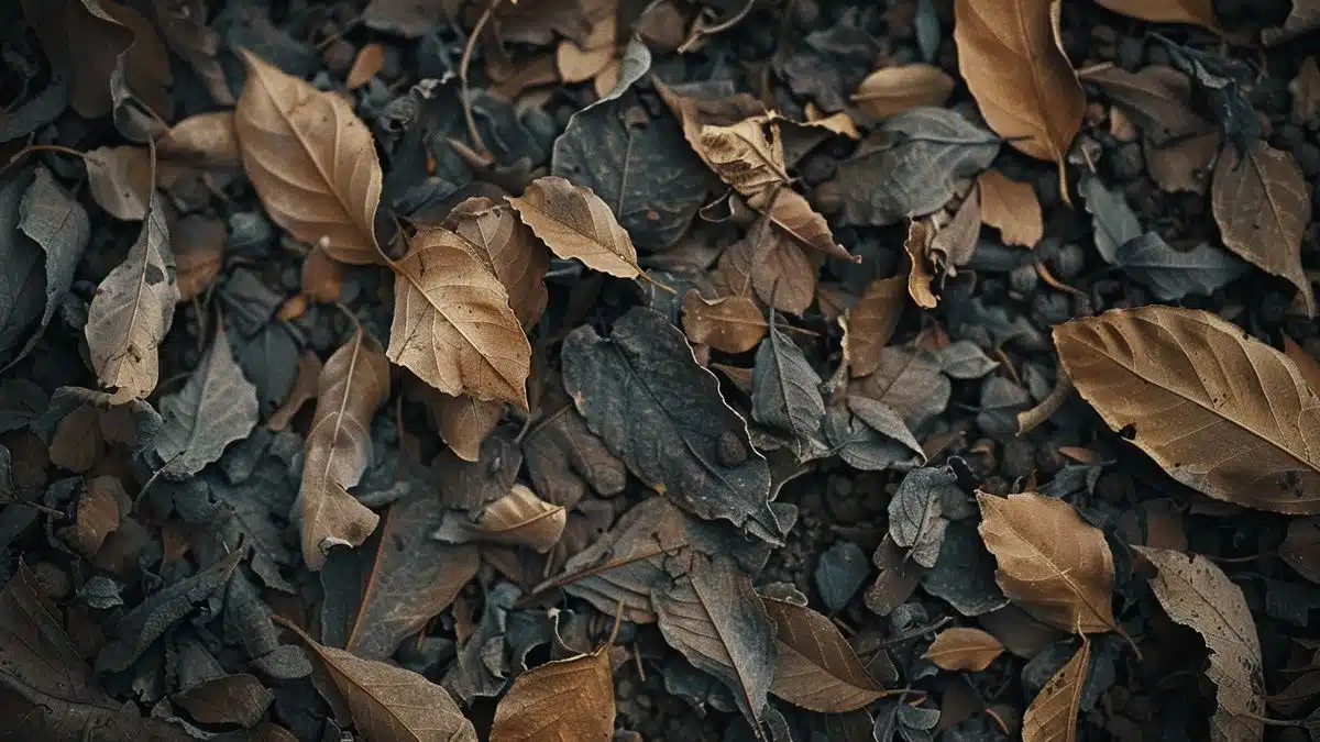 Dried leaves scattered over vegetable garden beds.