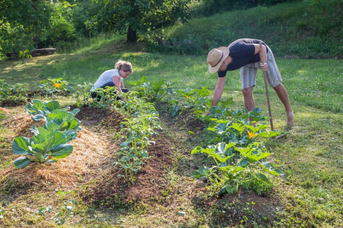 découvrez les principes de la permaculture, une méthode durable et respectueuse de l'environnement qui permet de cultiver des plantes tout en préservant les ressources naturelles. apprenez à créer des écosystèmes productifs et en harmonie avec la nature.