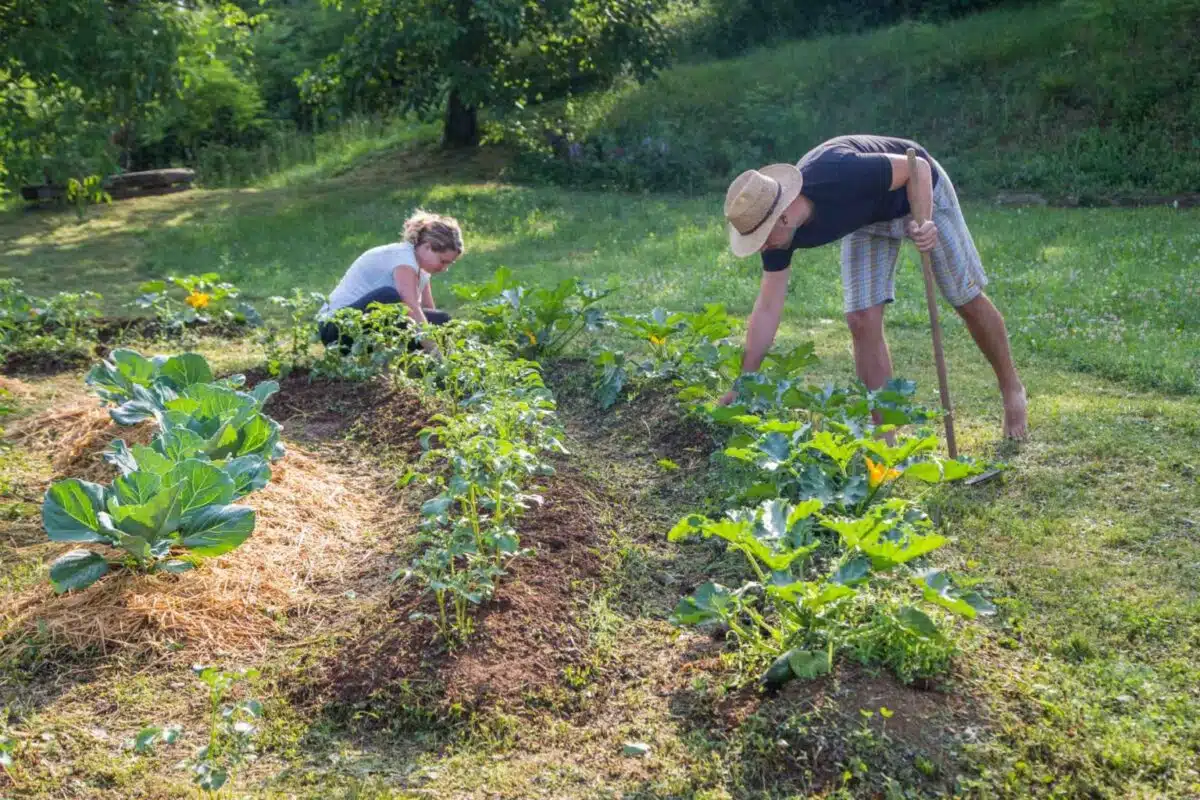 découvrez les principes de la permaculture, une méthode durable et respectueuse de l'environnement qui permet de cultiver des plantes tout en préservant les ressources naturelles. apprenez à créer des écosystèmes productifs et en harmonie avec la nature.