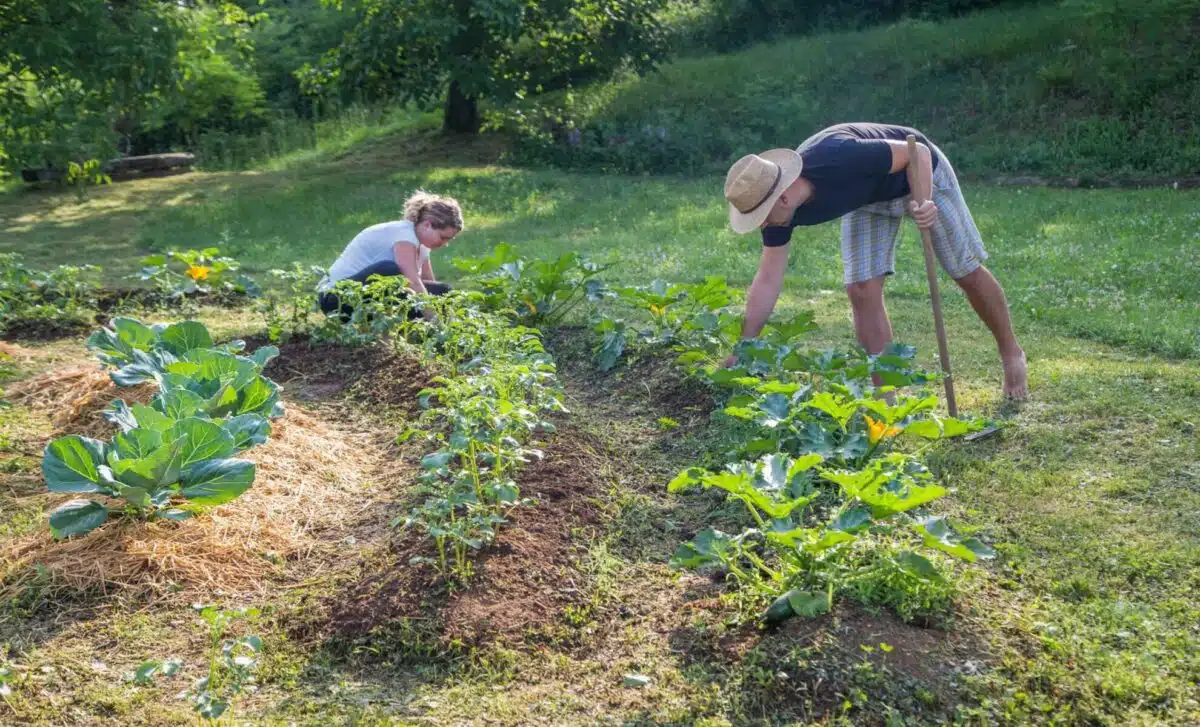 découvrez comment la permaculture favorise la biodiversité et crée des écosystèmes durables. apprenez les principes de cette approche écologique pour cultiver un environnement harmonieux et productif.