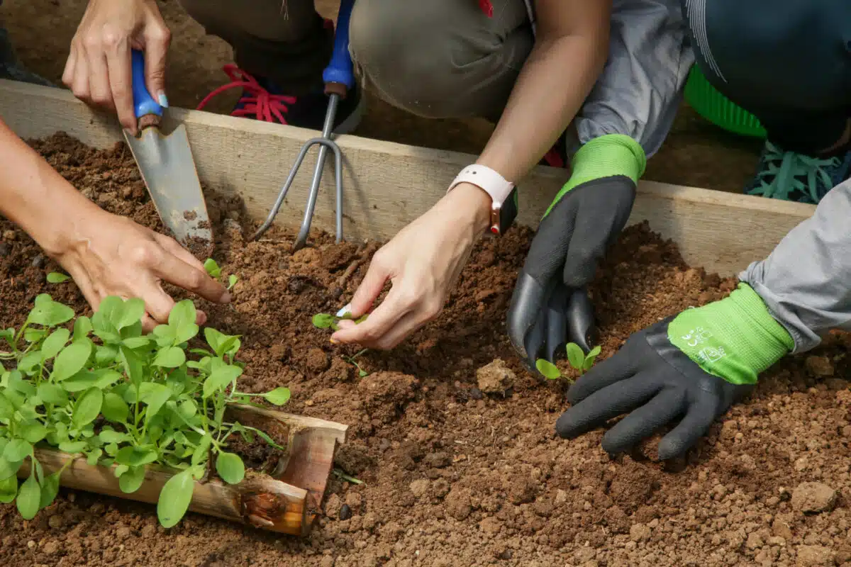 découvrez les principes de la permaculture et leur impact sur l'écologie. apprenez à concevoir des systèmes durables et à cultiver la biodiversité tout en respectant l'environnement. rejoignez le mouvement vers une agriculture plus responsable et engagée.