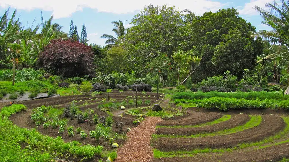 découvrez les nombreux avantages économiques de la permaculture : des coûts réduits, une autosuffisance alimentaire, et une amélioration de la biodiversité. adoptez des pratiques durables qui favorisent l'économie locale tout en préservant l'environnement.