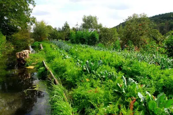 découvrez les techniques d'irrigation en permaculture pour créer un écosystème durable et productif. apprenez à optimiser l'utilisation de l'eau, préserver les ressources naturelles et favoriser la biodiversité dans votre jardin.