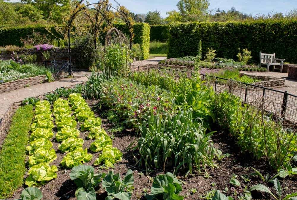 découvrez les principes de la permaculture pour créer un jardin durable et éco-responsable. apprenez à cultiver vos légumes, fruits et herbes aromatiques en harmonie avec la nature, tout en favorisant la biodiversité et en préservant les ressources.