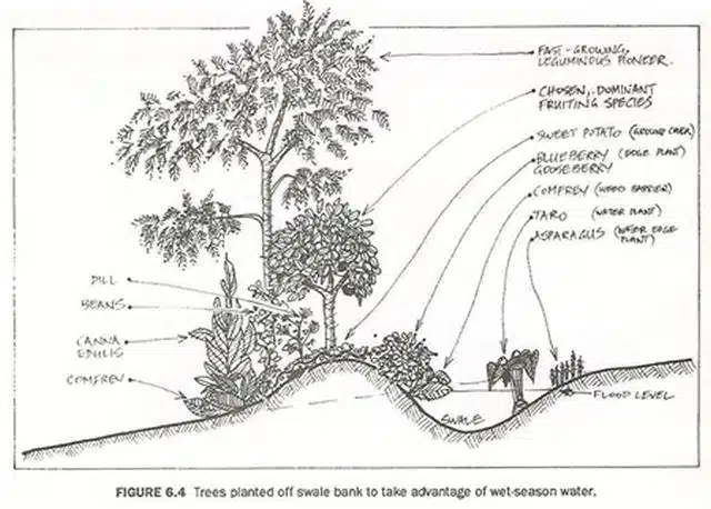 découvrez les meilleures techniques de permaculture pour créer un jardin durable et productif. apprenez à concevoir des écosystèmes résilients, à optimiser l'utilisation des ressources naturelles et à favoriser la biodiversité tout en cultivant vos plantes de manière écologique.